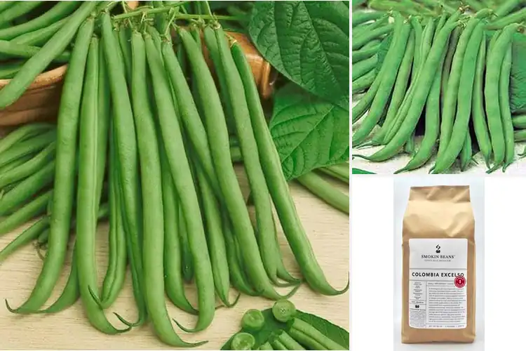Detailed view of Best Fresh Crop Beans